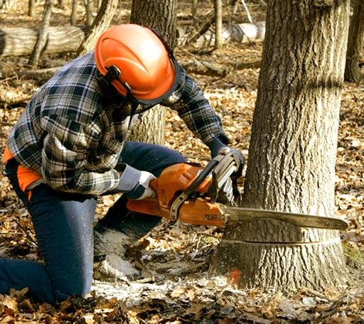 Tree Removal in Mcgraws, WV